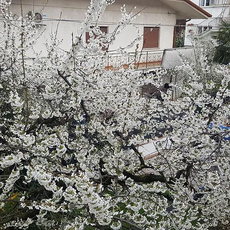 B&B Gasiso-3
